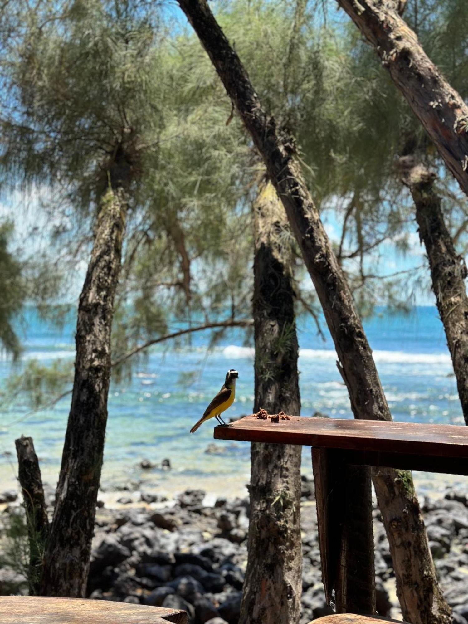Pousada Paraiso Das Tartarugas Praia de Pipa Zewnętrze zdjęcie